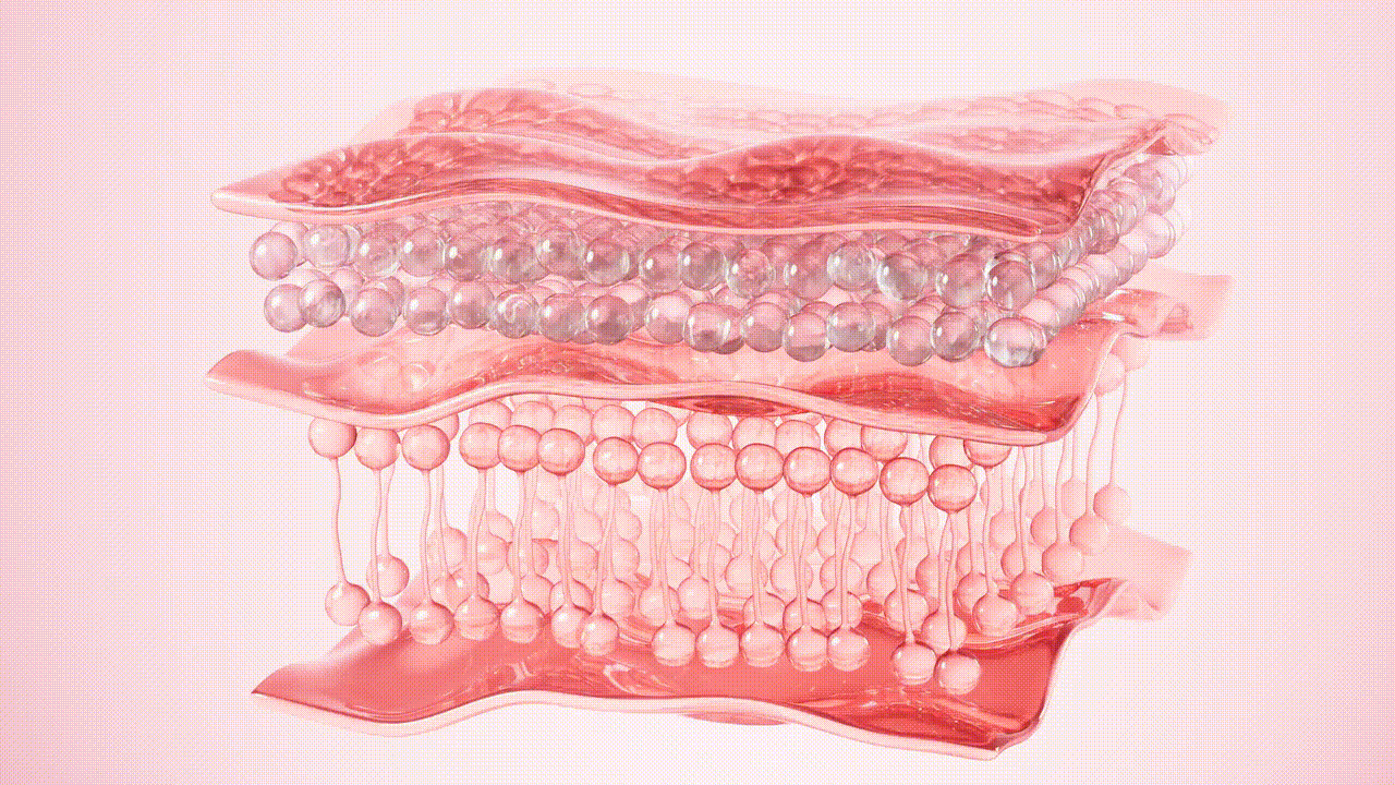 https://augustbnb.com/files/skin-layers-3d_607d4ed8.gif